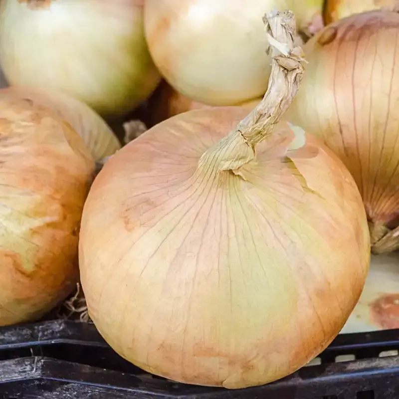 Patterson Hybrid Onion