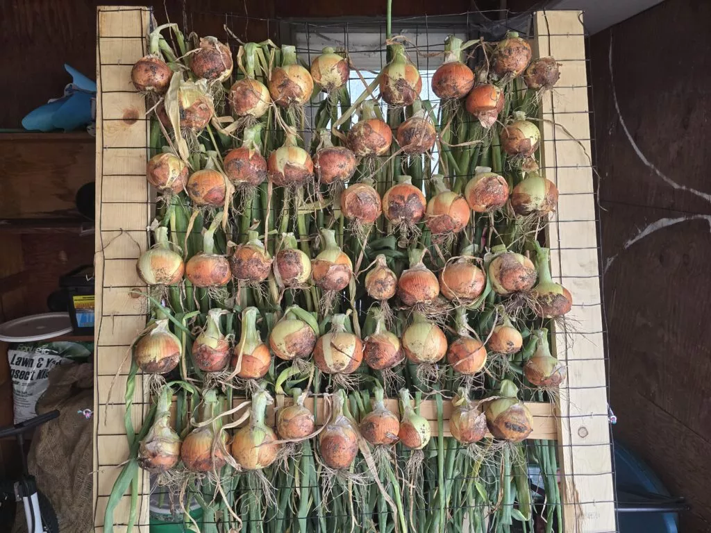 Patterson Onion Plants – 30 Bunch Case