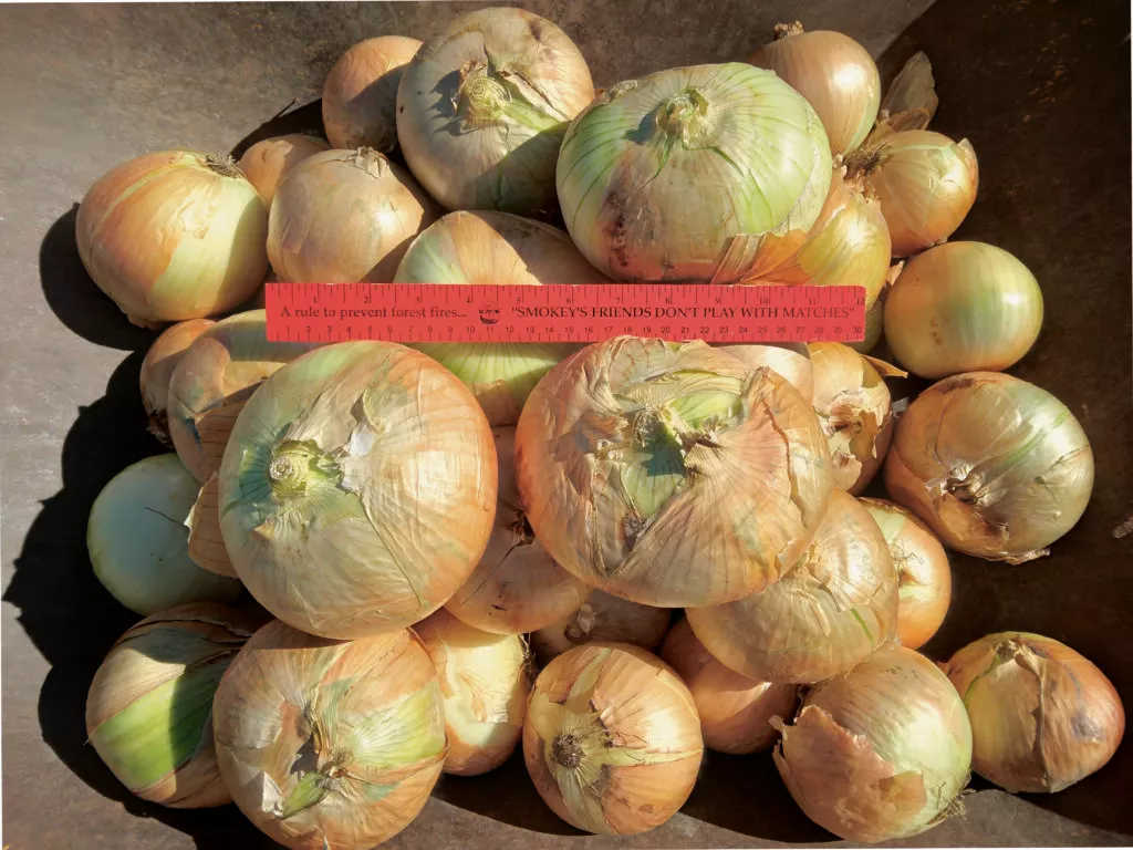 Patterson Onion Plants