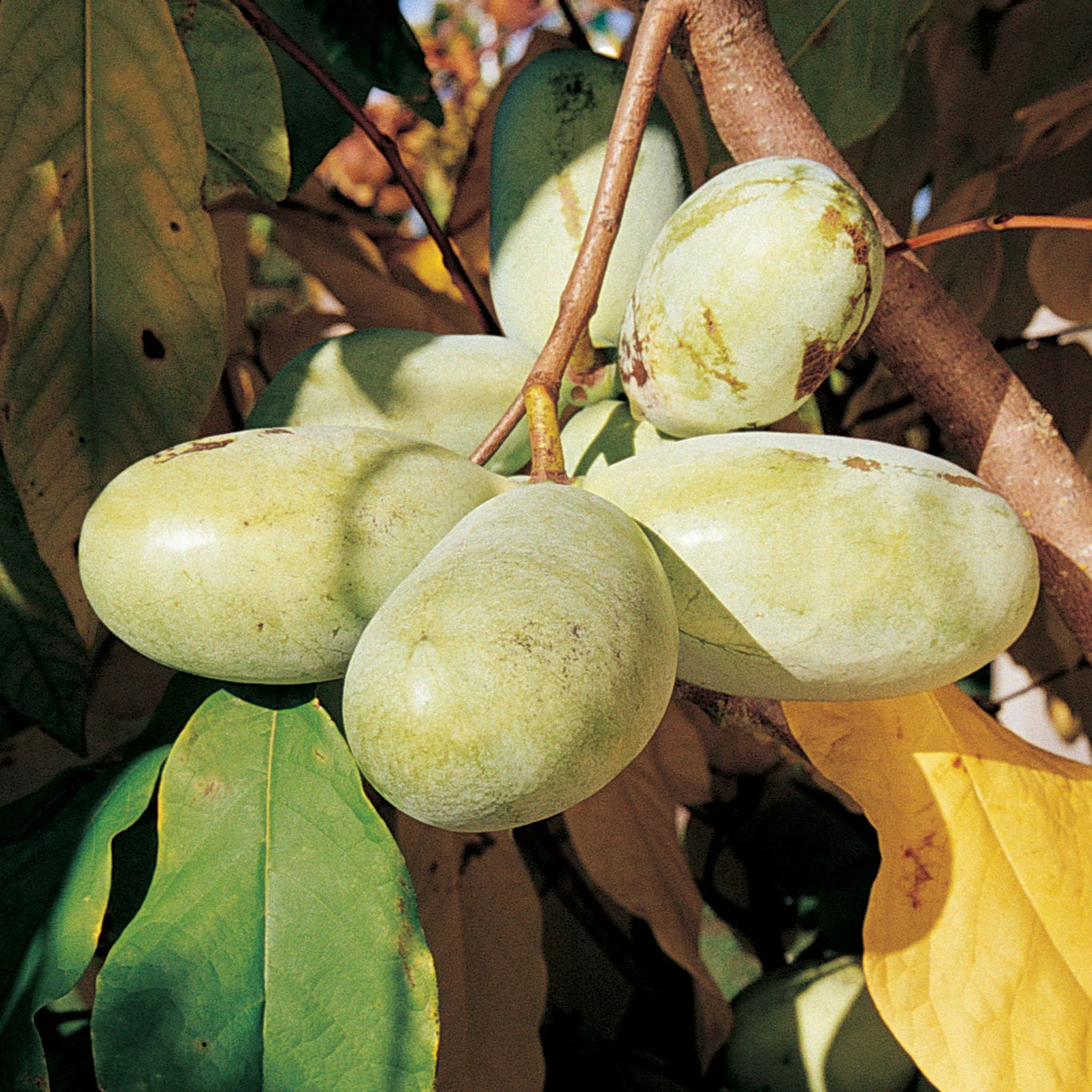Pawpaw, Shenandoah™