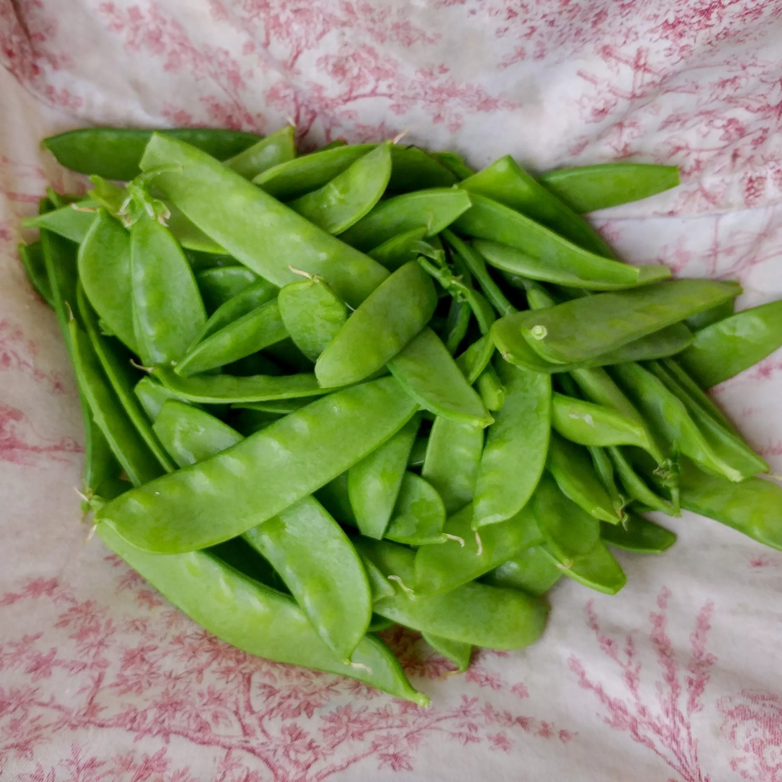Pea Oregon Sugar Pod