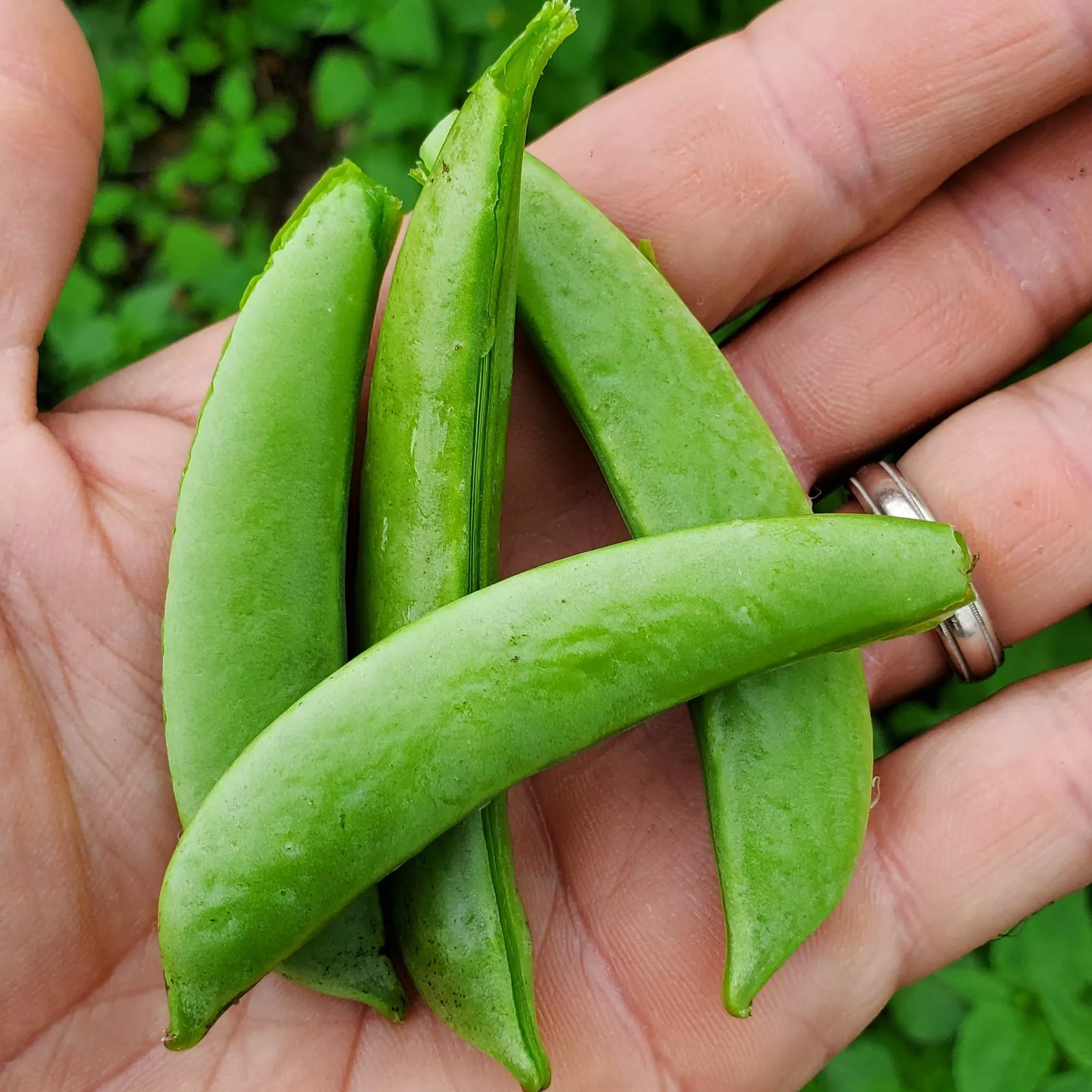 Pea Sugar Snap Organic