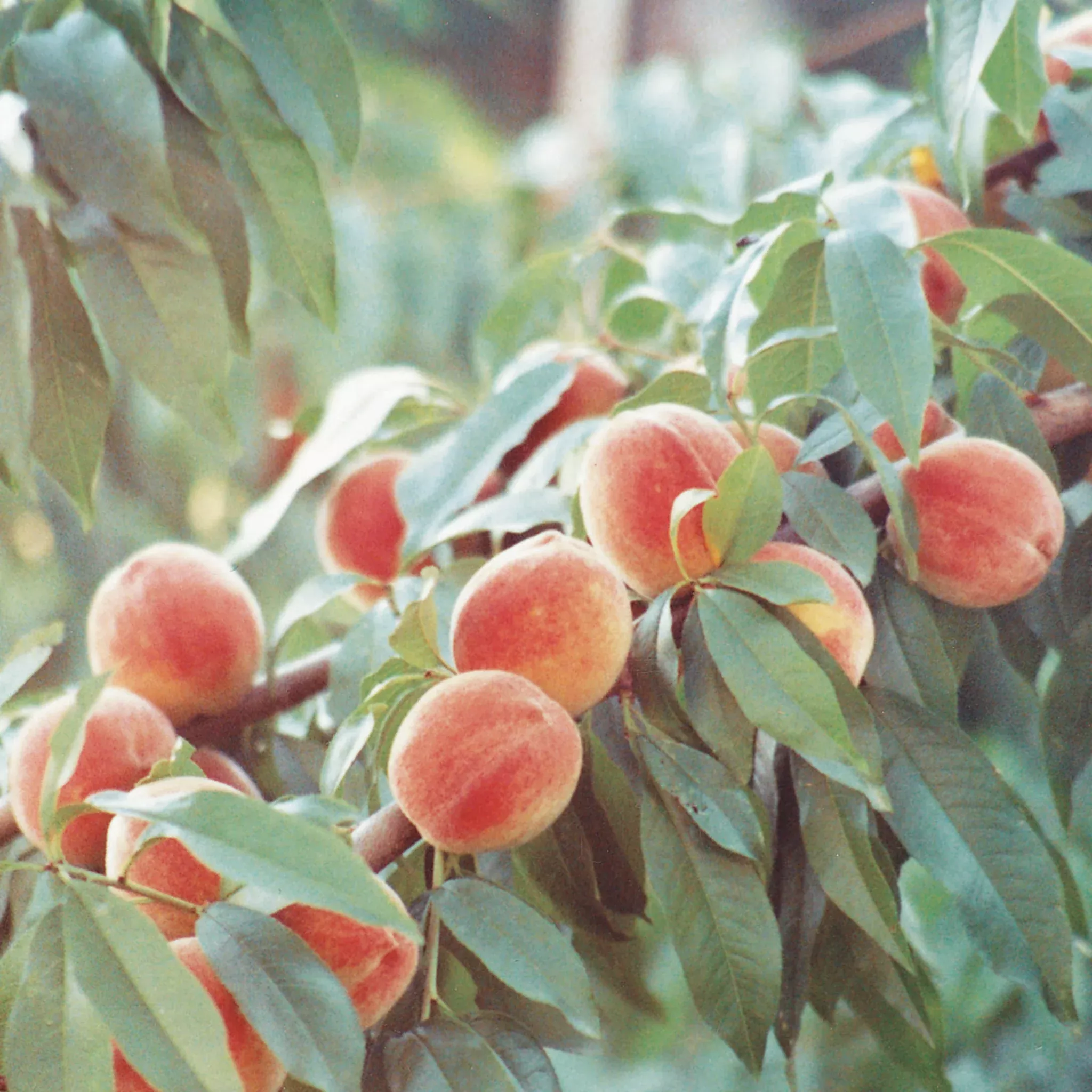 Peach, Standard, Madison