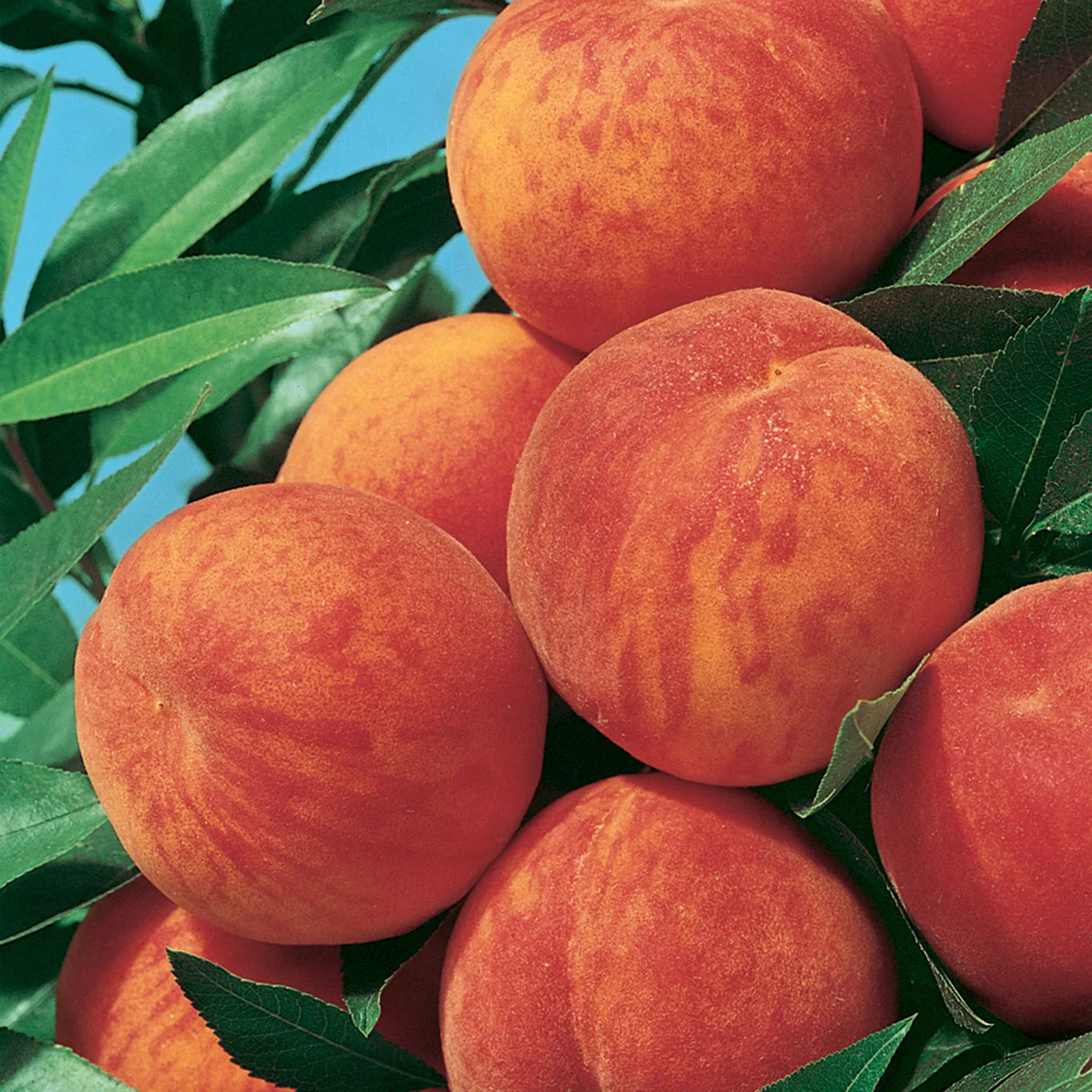 Peach, Standard, Reliance