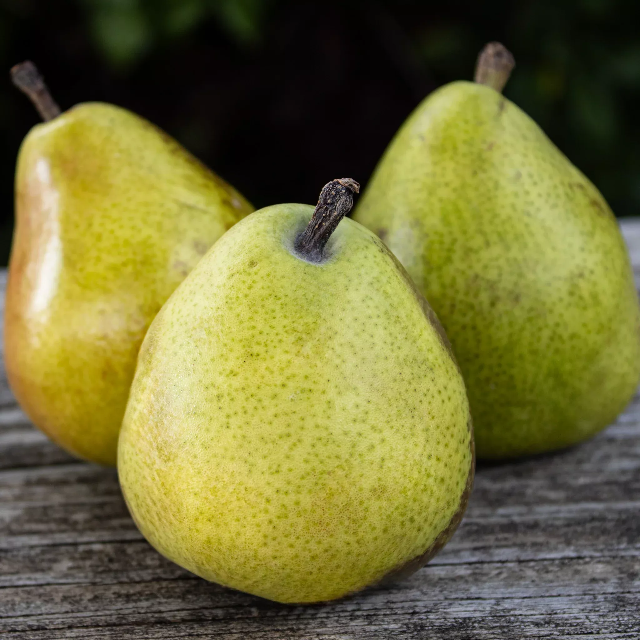 Pear, Dwarf, Anjou