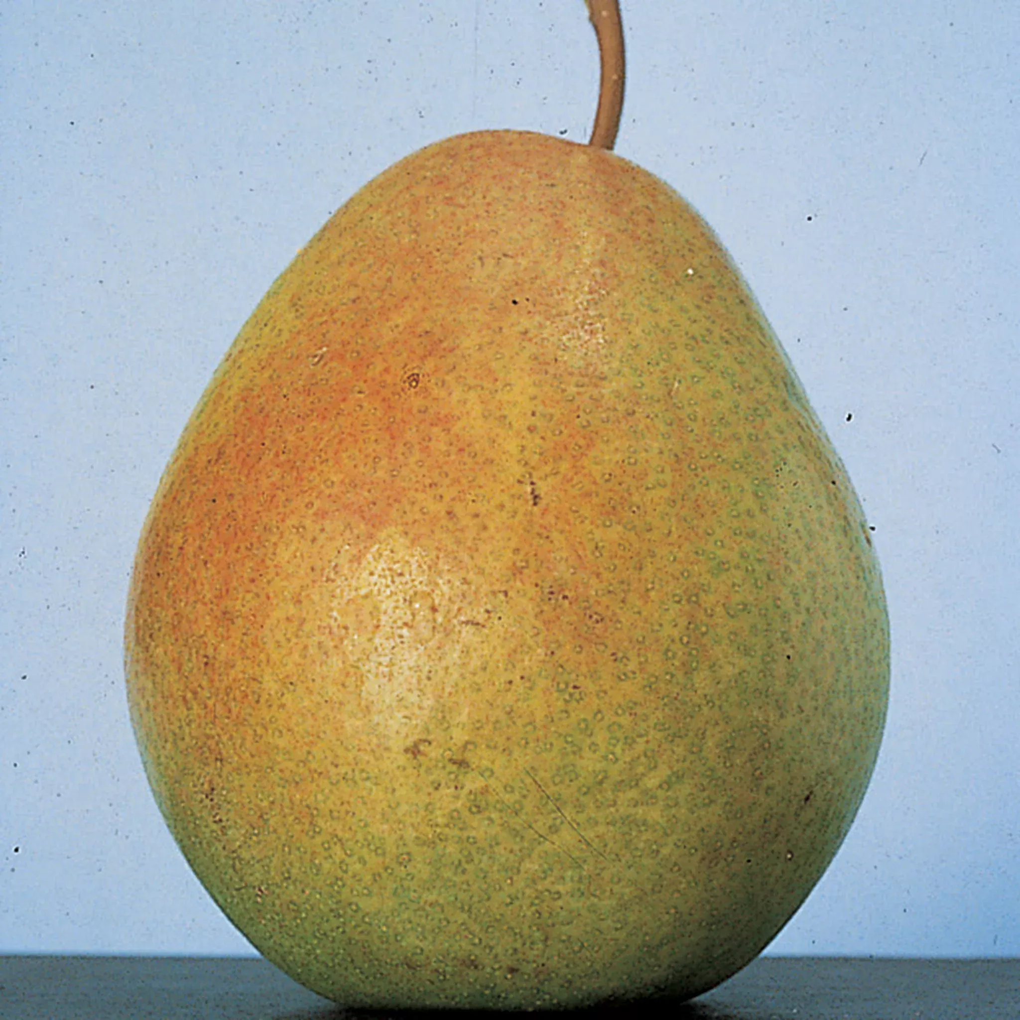 Pear, Dwarf, Flemish Beauty