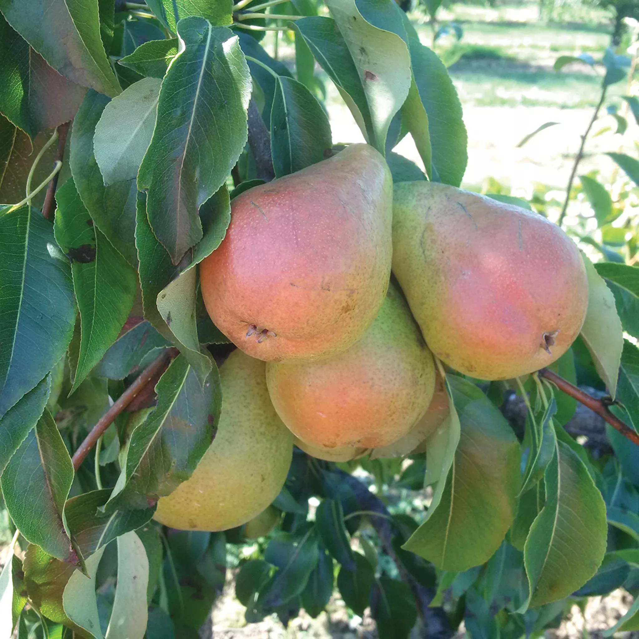 Pear, Dwarf, Harrow Sweet