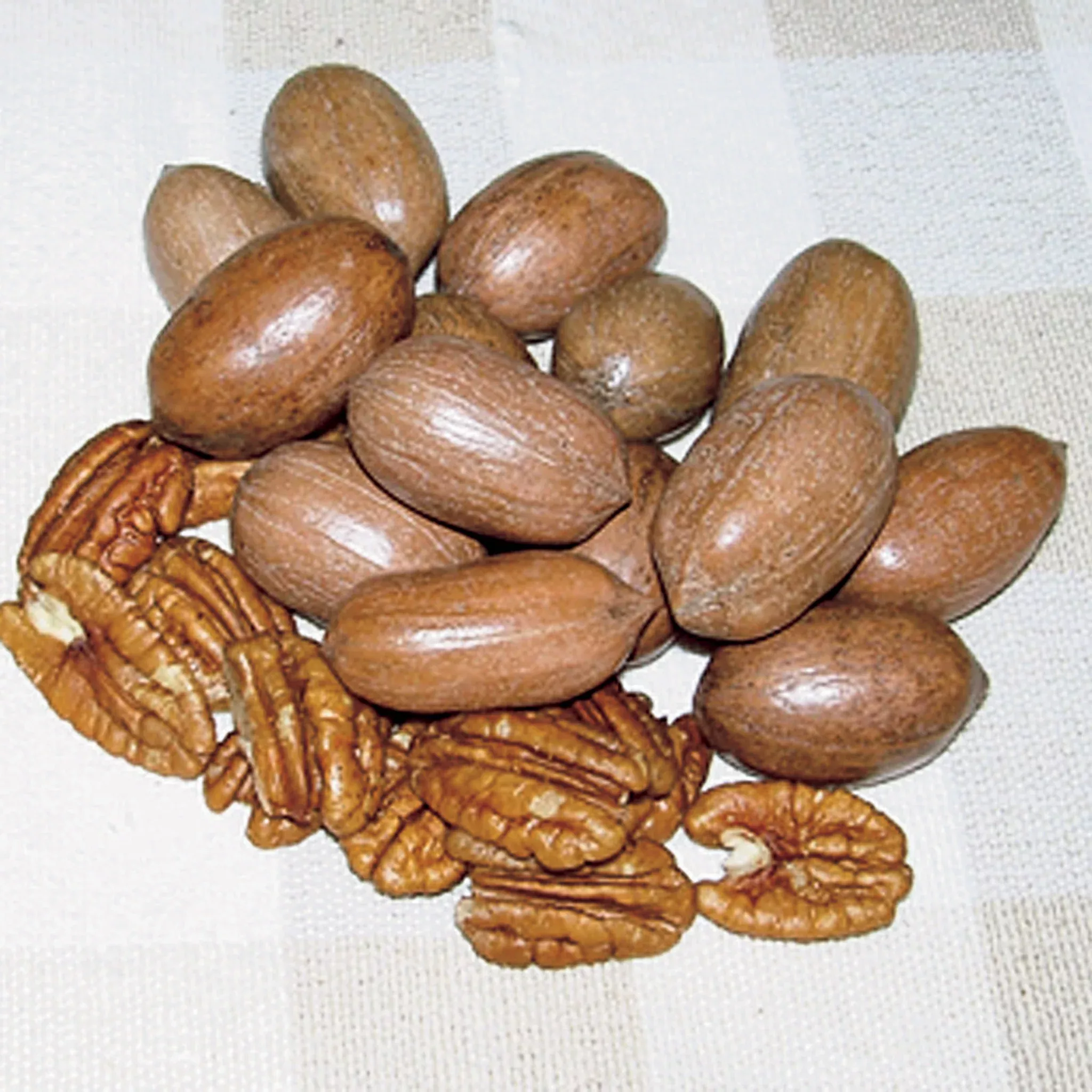Pecan, Hardy, Seedling