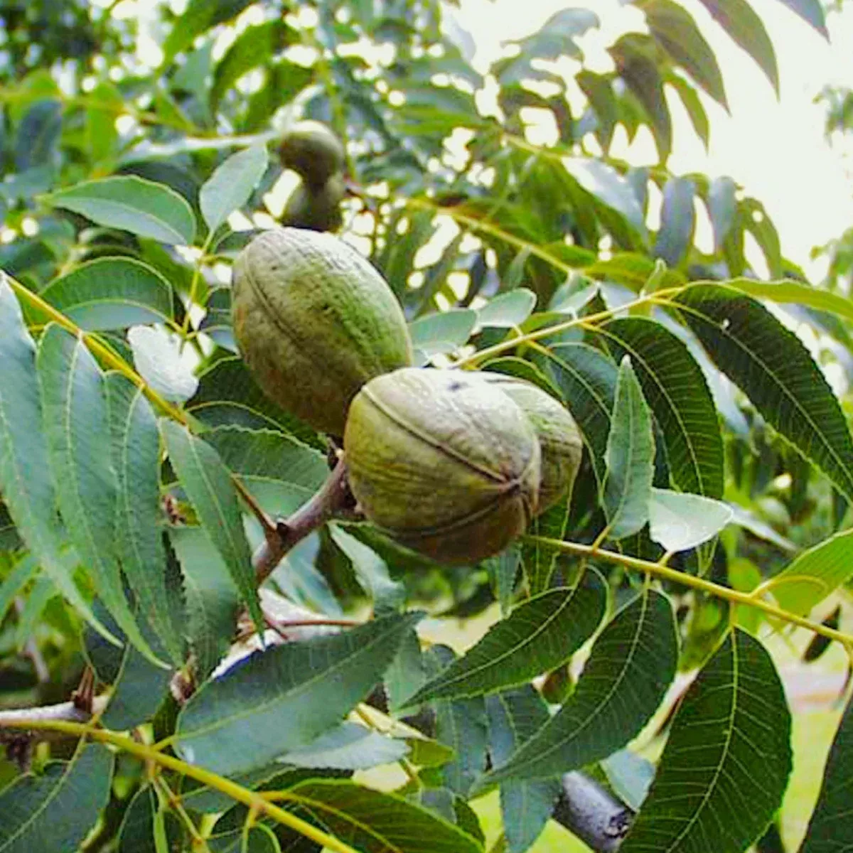 Pecan Tree