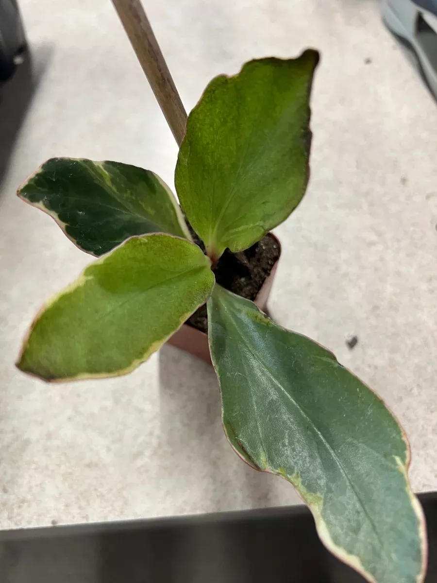 Peperomiaobtusifolia_Red Edge