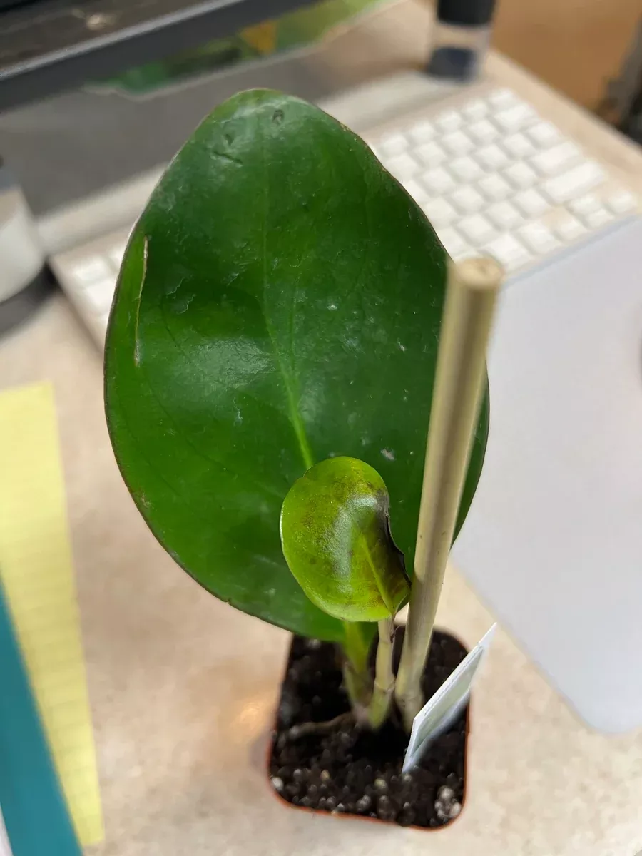 Peperomiaorba Pixie