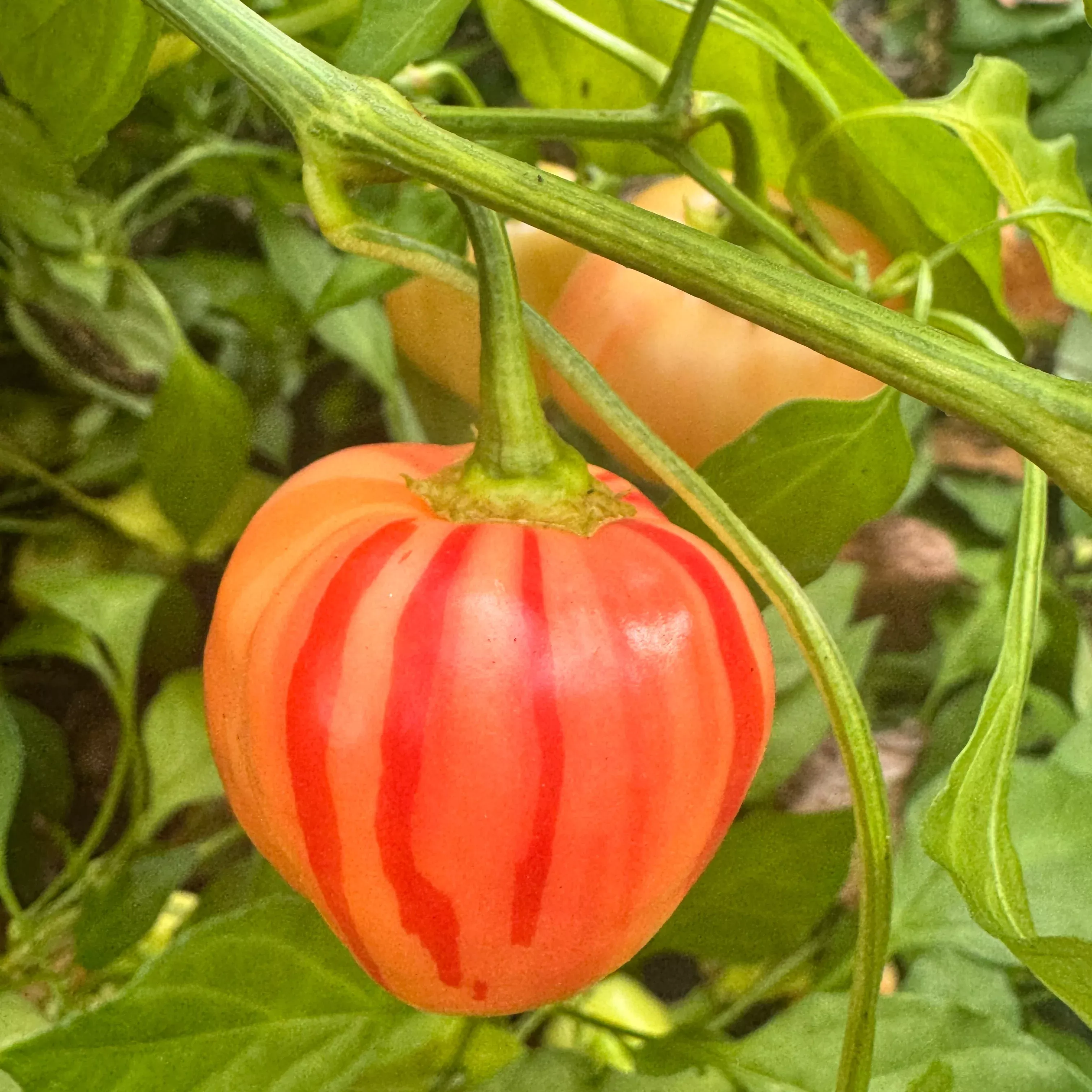 Peppapeach Stripey - Seeds