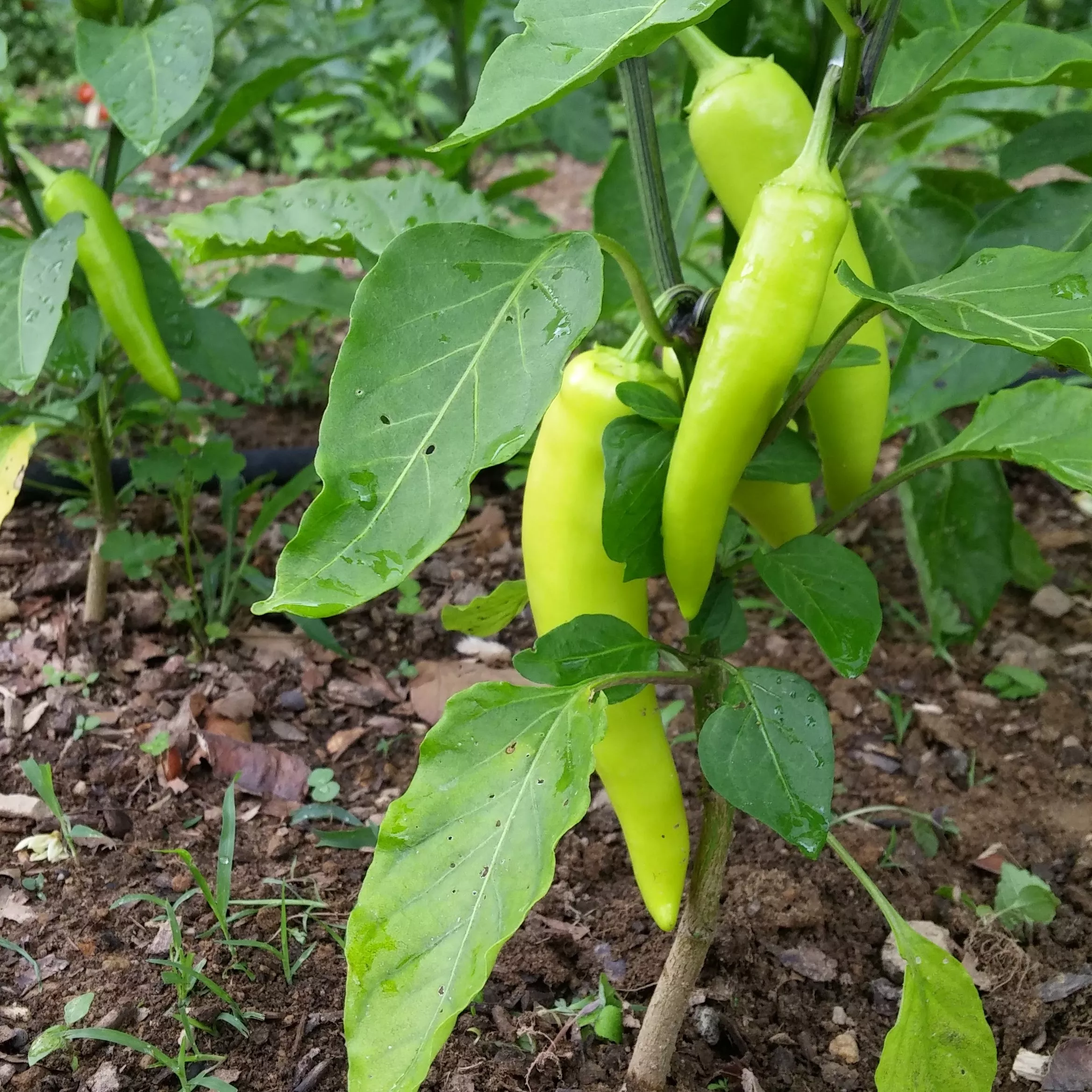 Pepper Banana Sweet