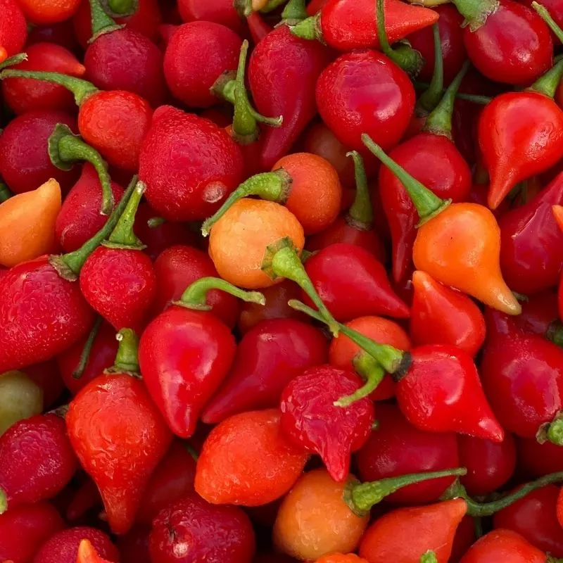 Pepper Biquinho Red
