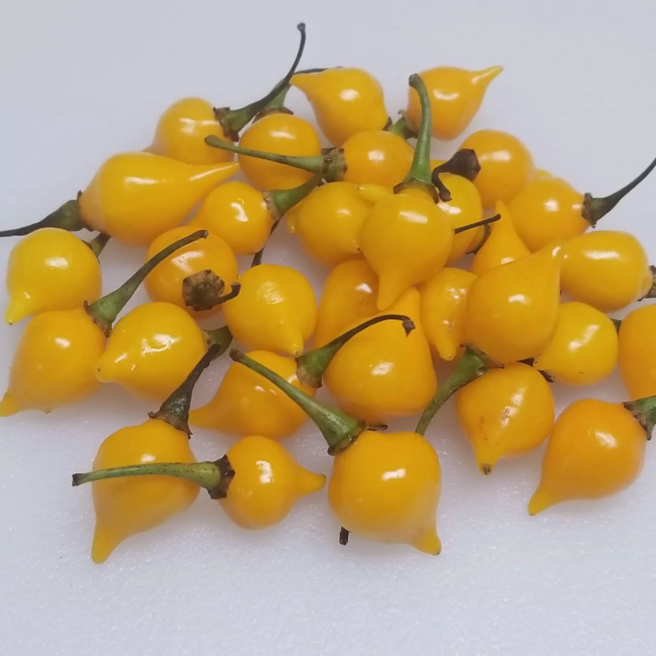 Pepper Biquinho Yellow