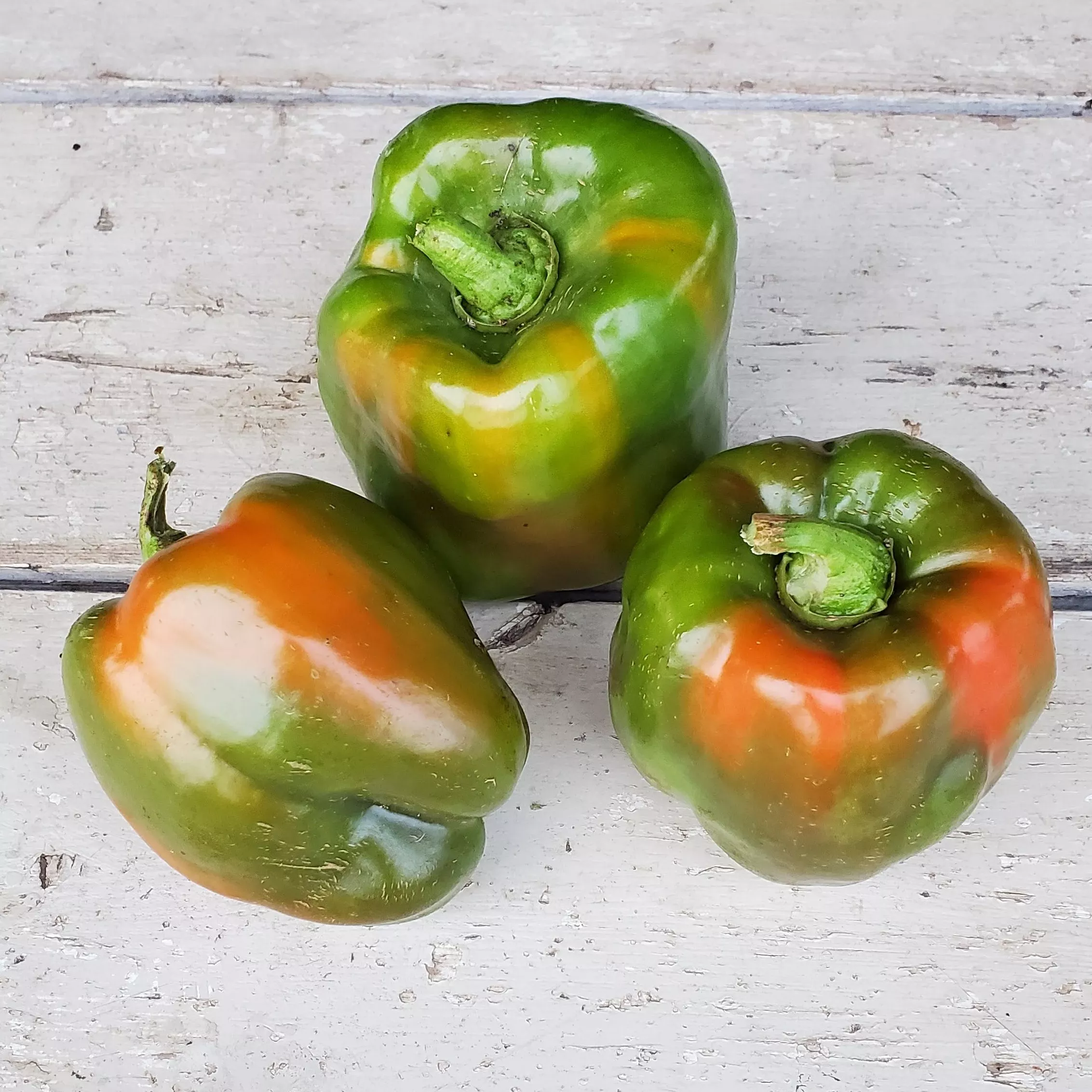 Pepper California Wonder Organic