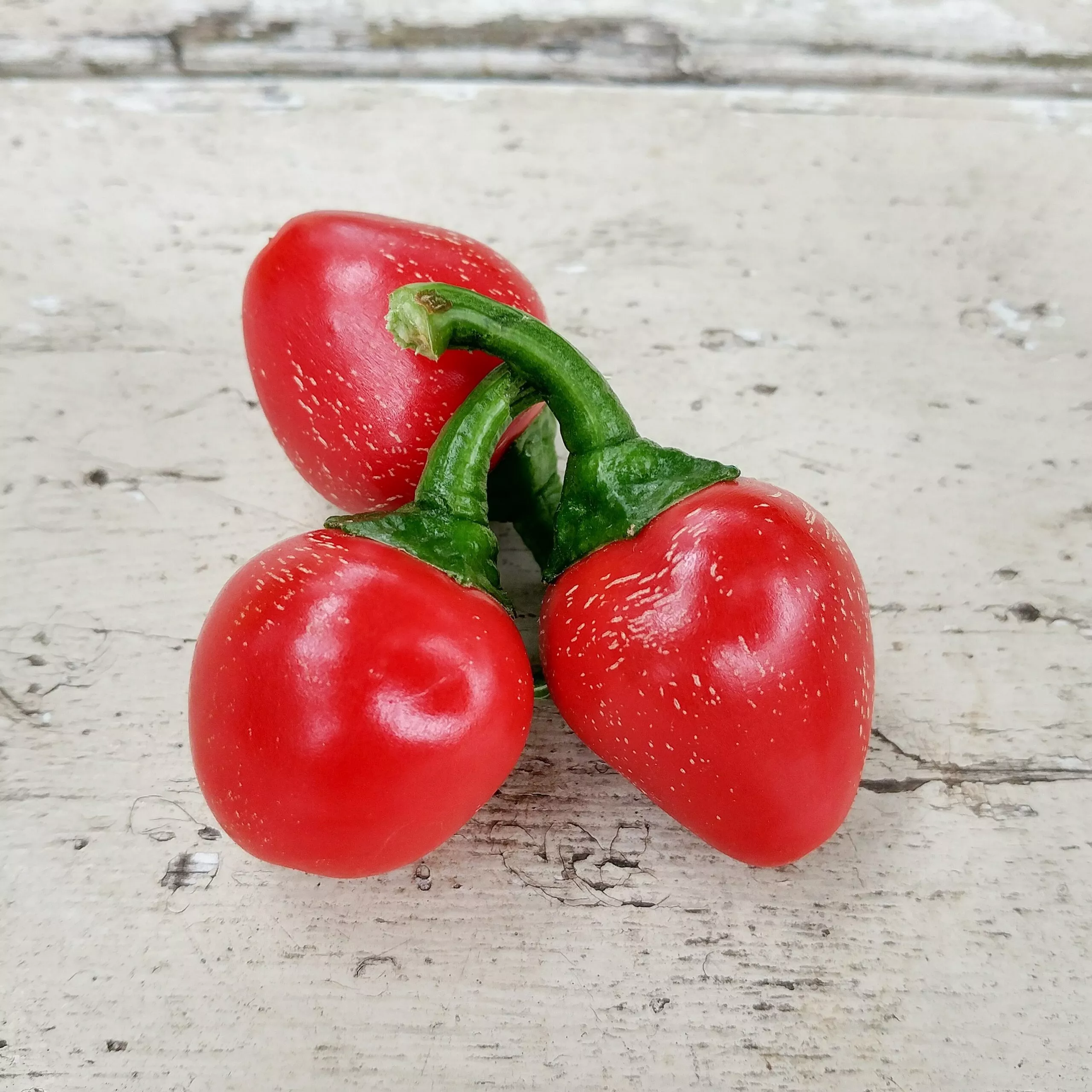 Pepper Cherry