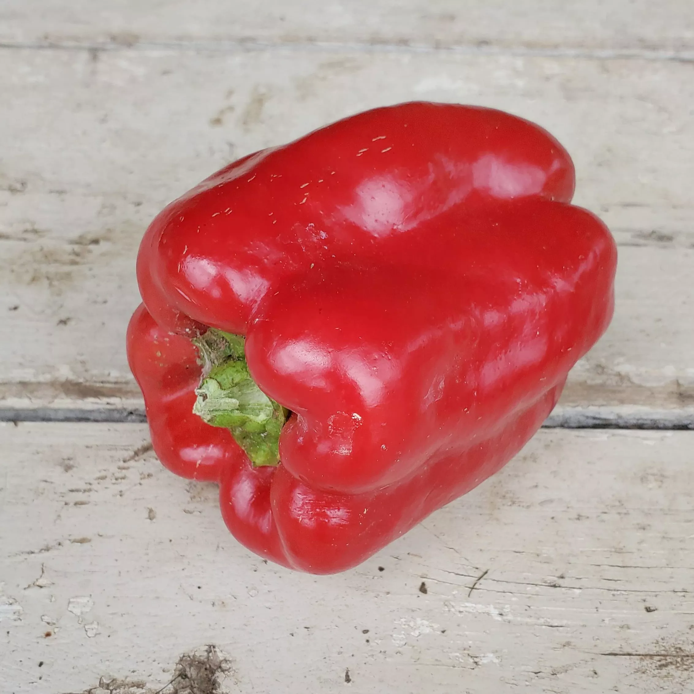 Pepper Chinese Giant