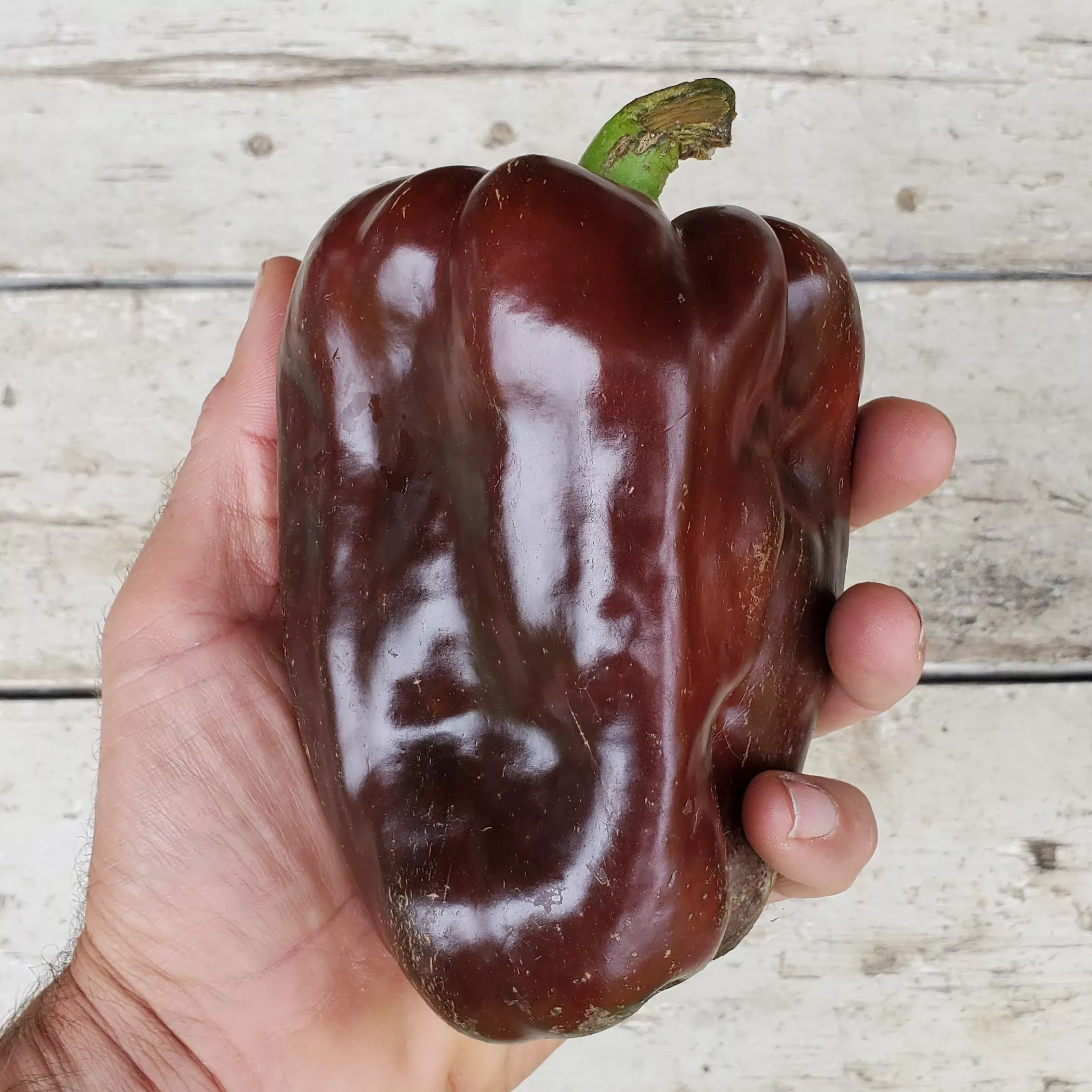 Pepper Chocolate
