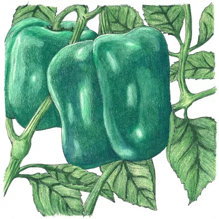 Pepper Emerald Giant