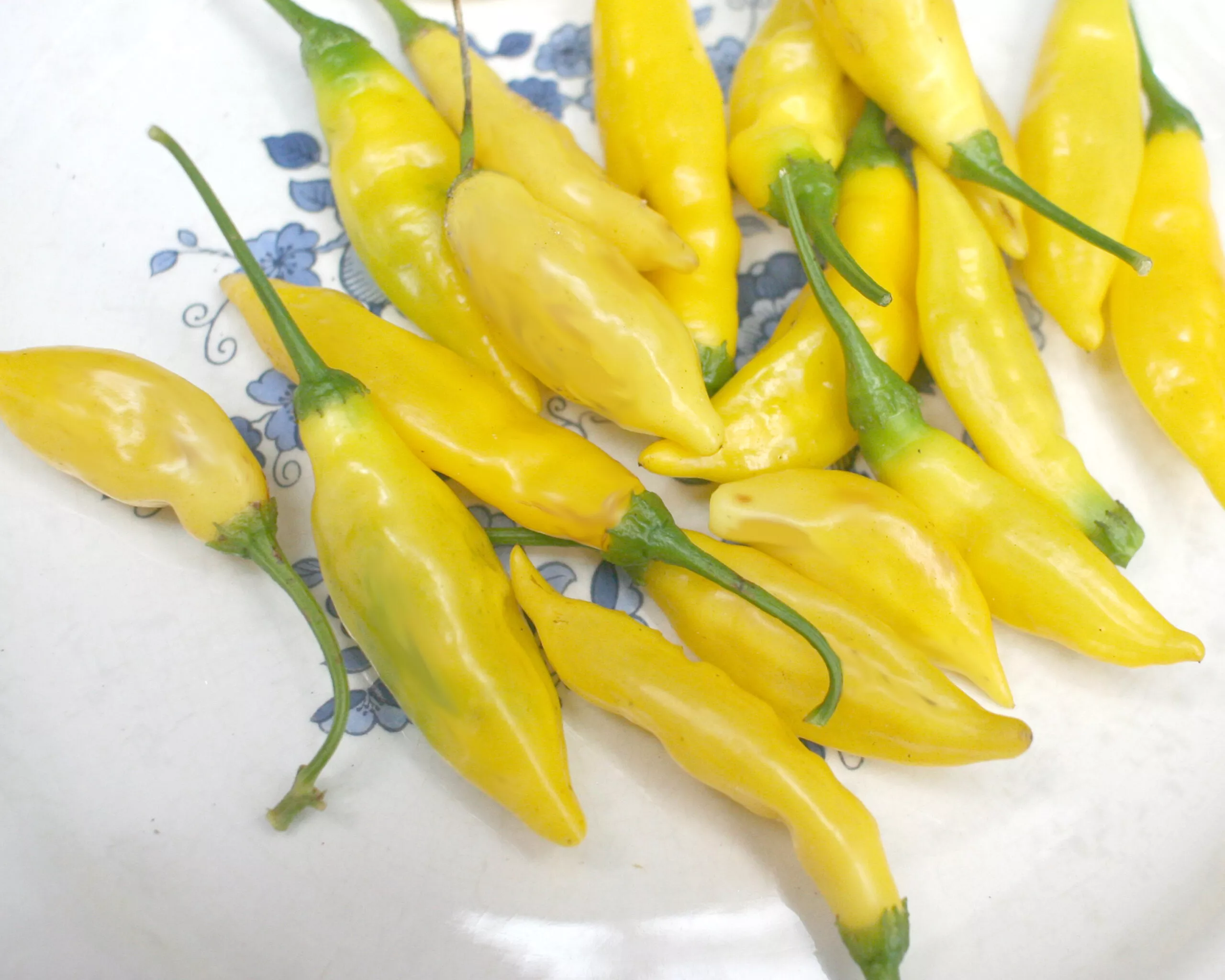 Pepper Lemon Drop