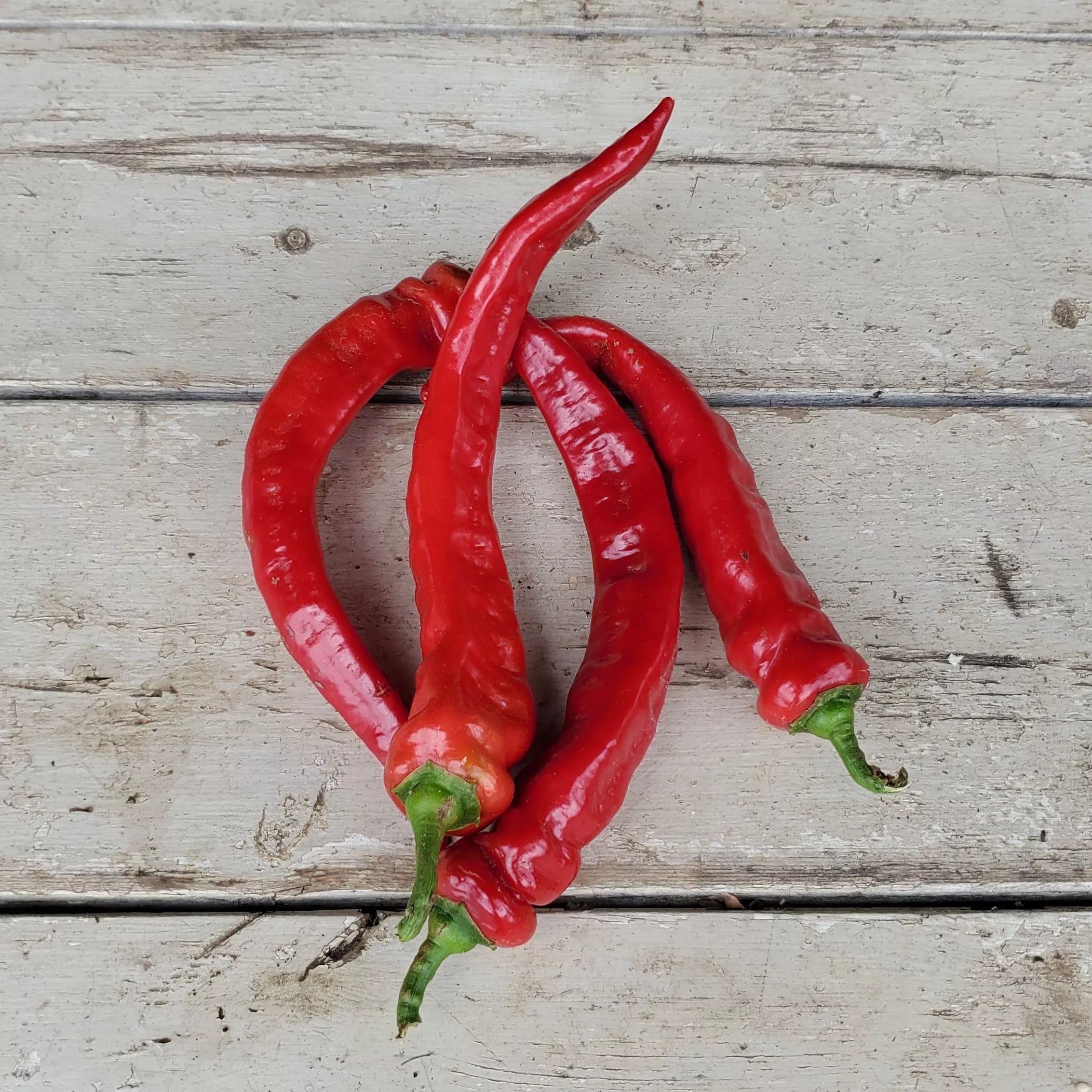 Pepper Nardello