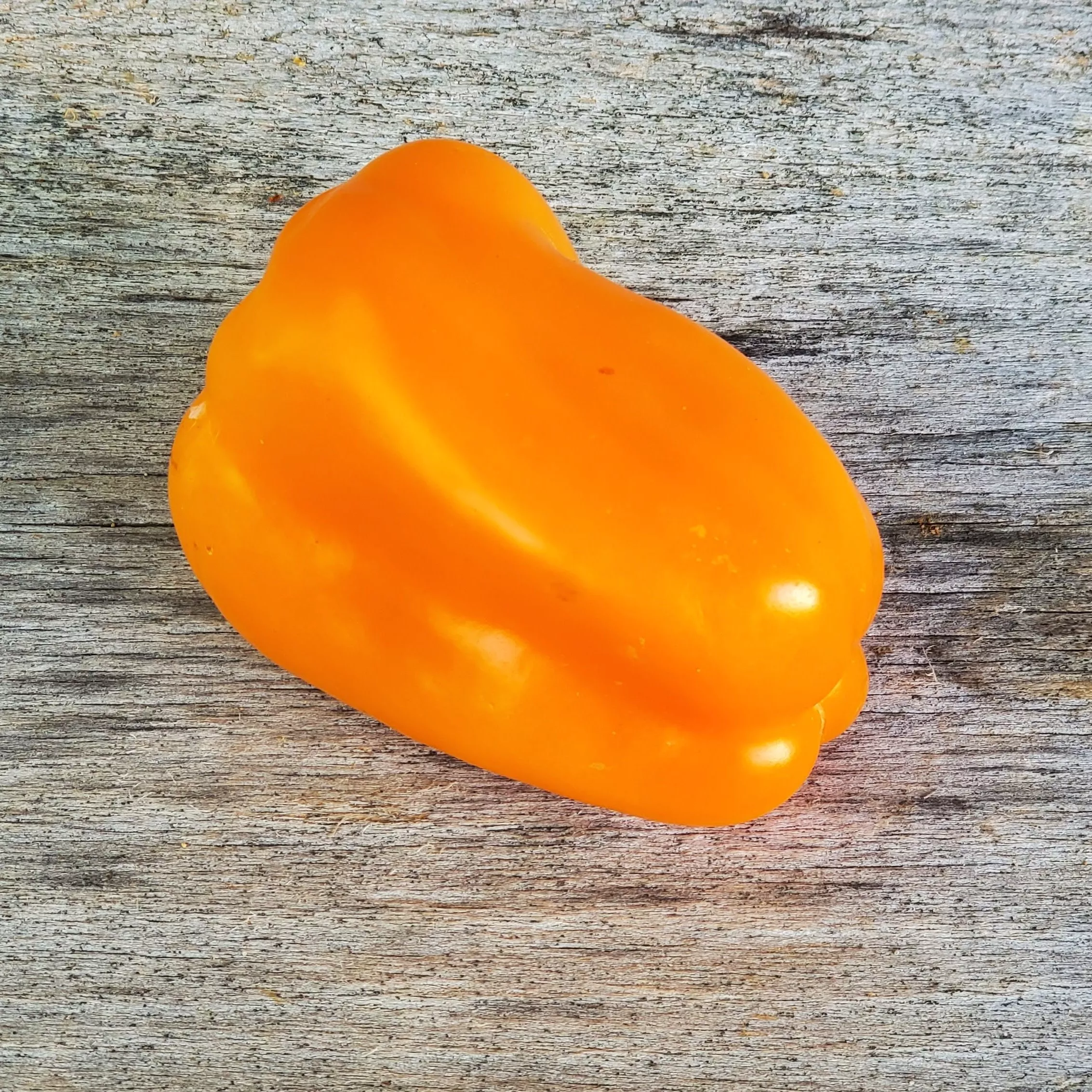 Pepper Orange Bell