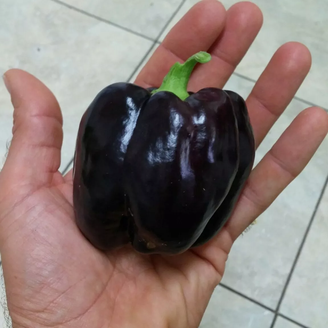 Pepper Purple Beauty