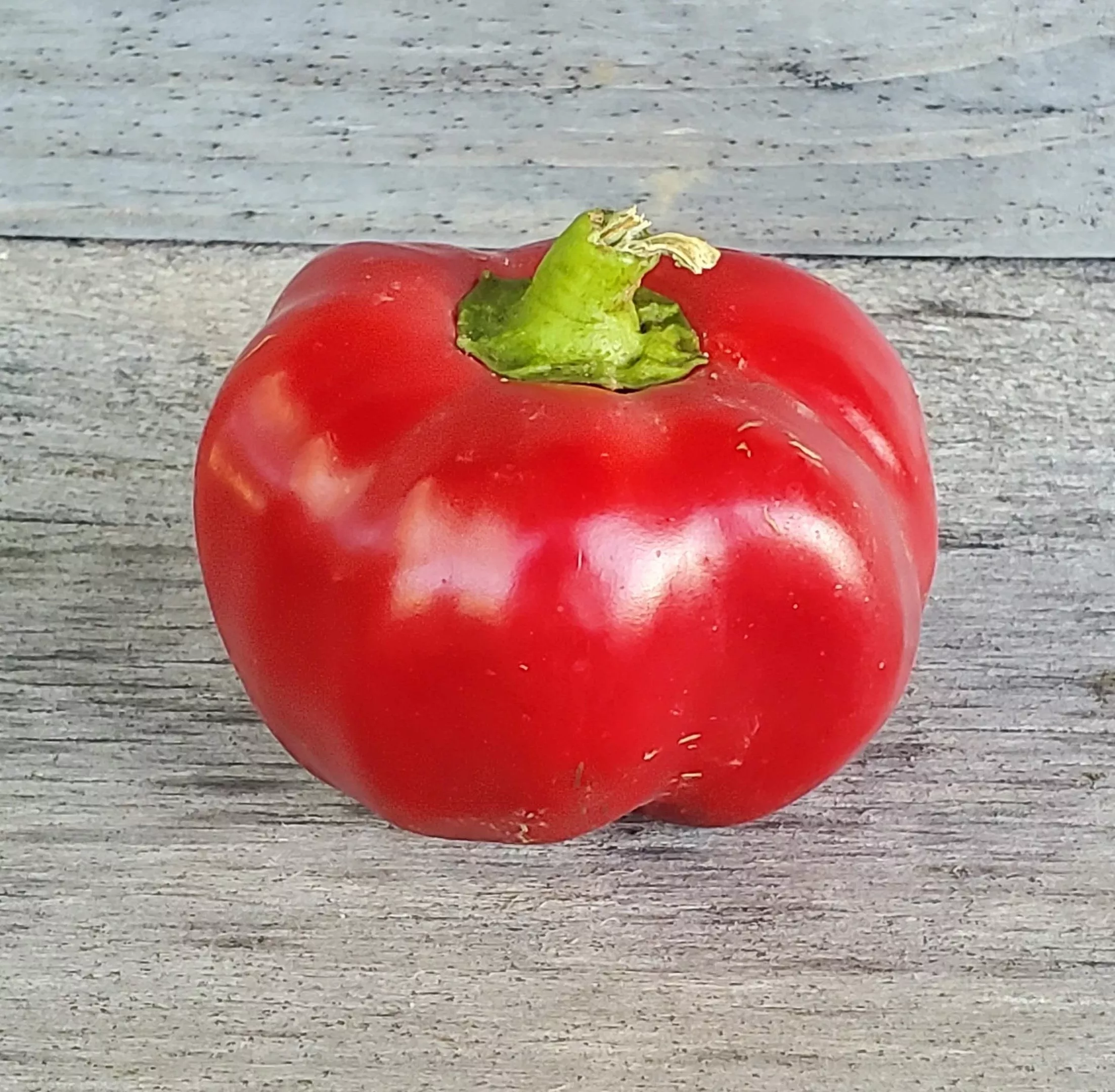 Pepper Red Ruffled Pimiento