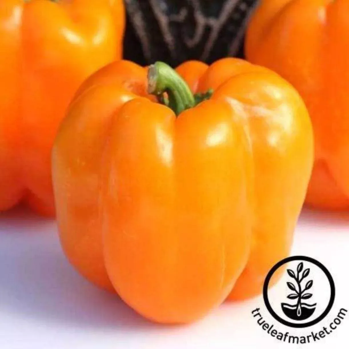 Pepper Seeds - Sweet - Orange King Bell