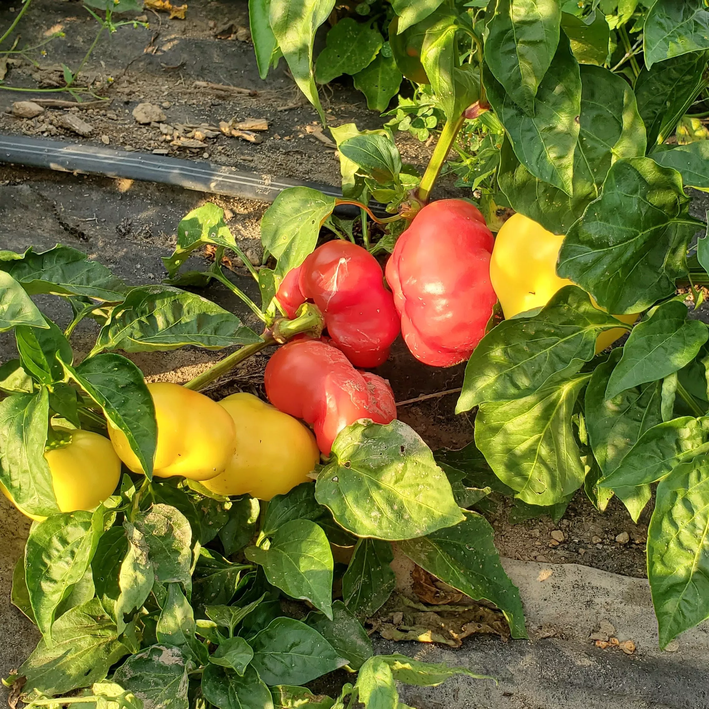 Pepper Sweet Paprika