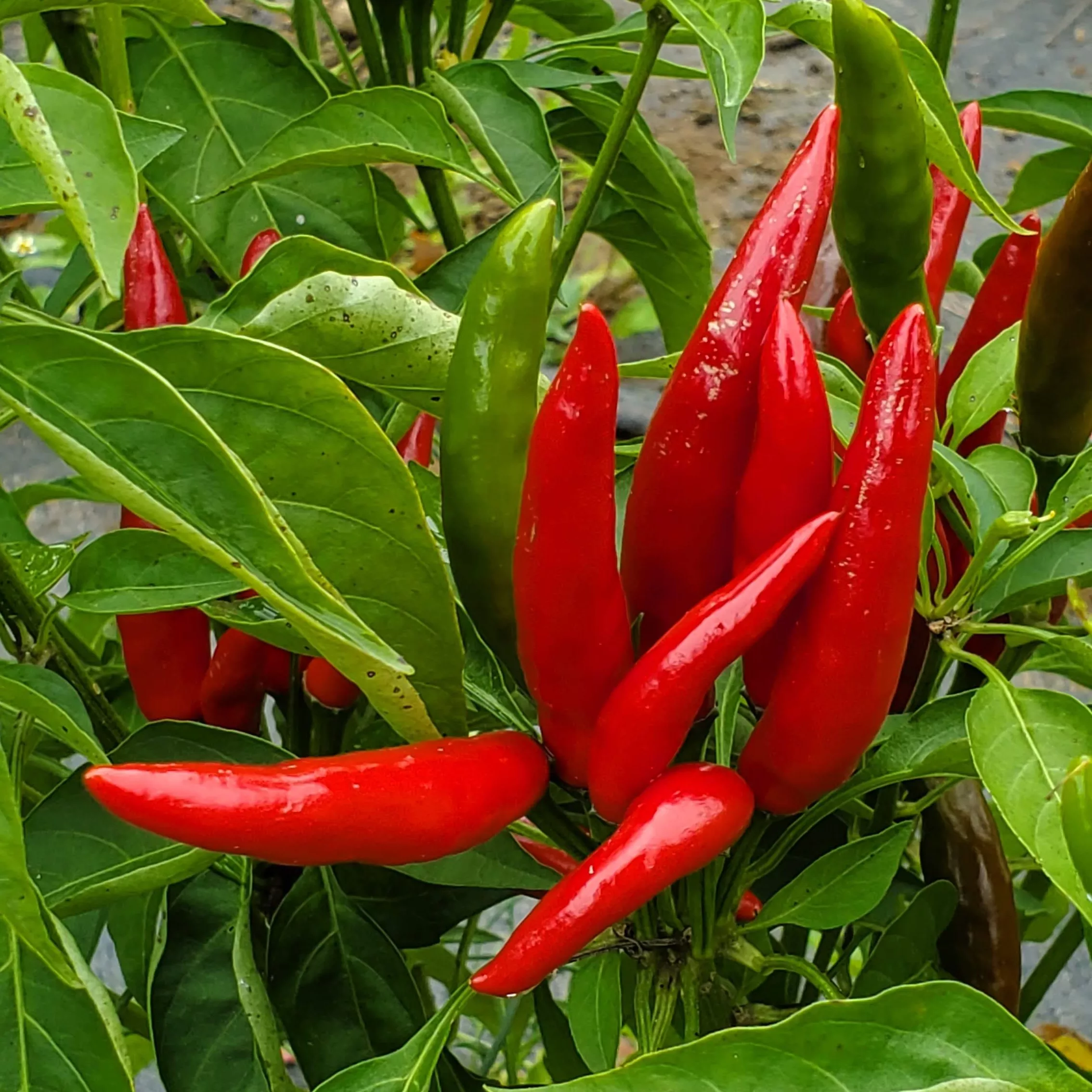 Pepper Thai Bird