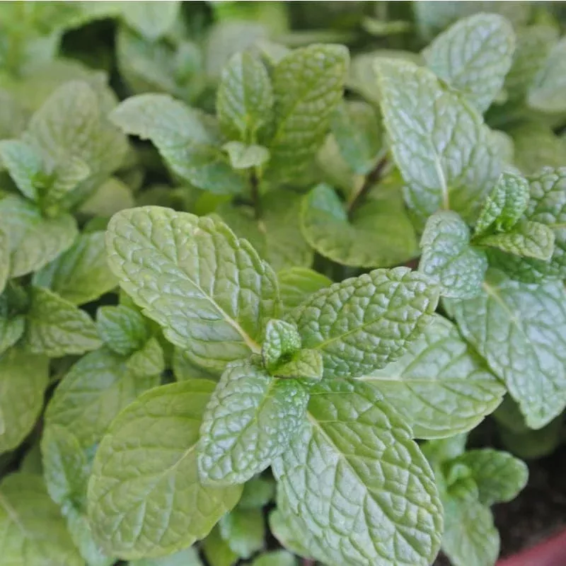 Peppermint Essential Oil (5 ml)