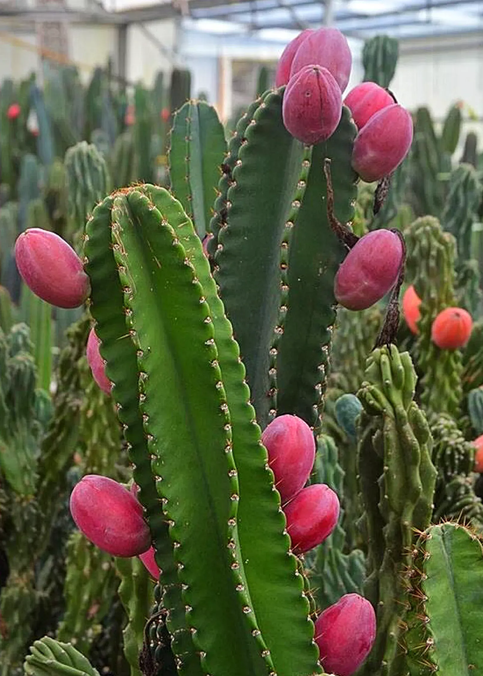 Peruvian Apple Cactus (Cereus repandus)