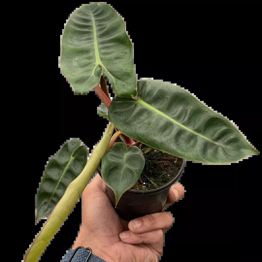 Philodendron Billietiae