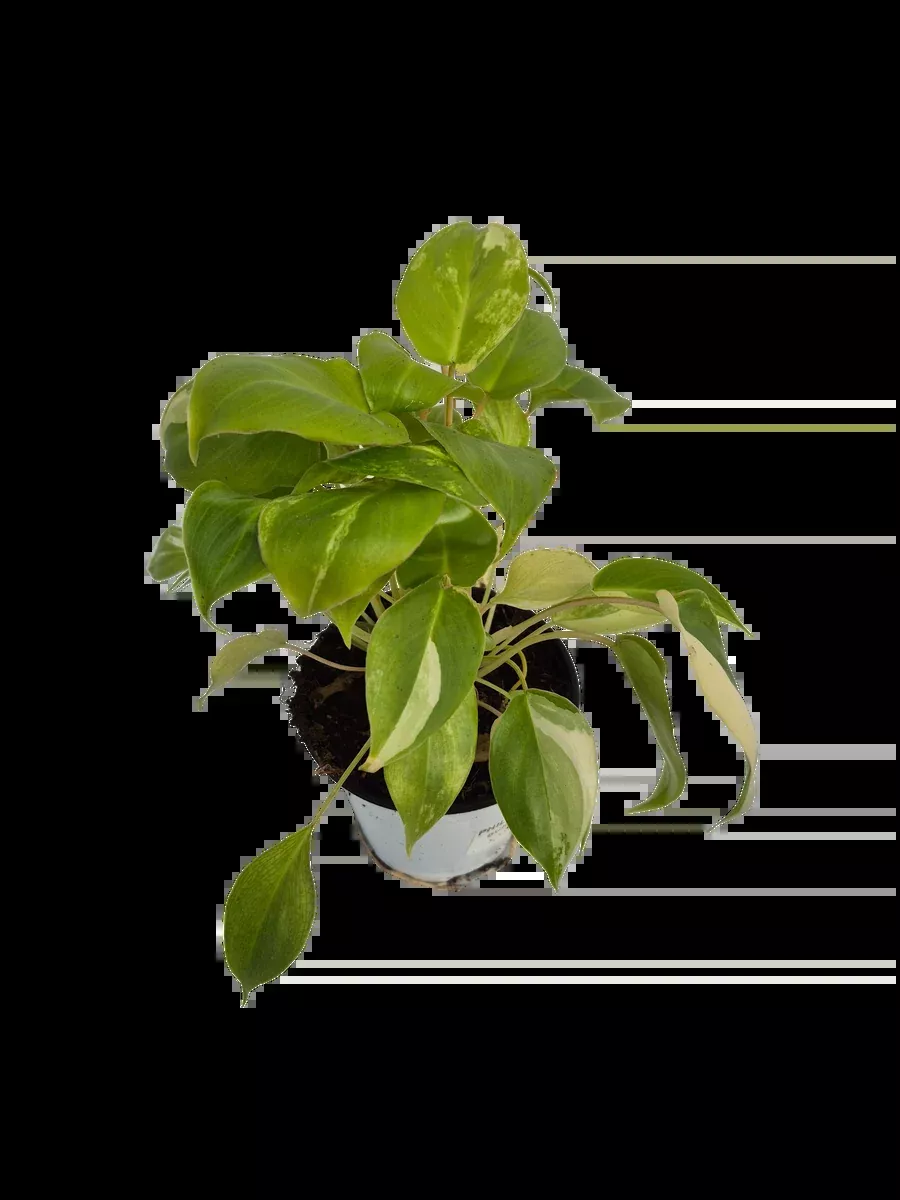 Philodendron 'Burle-Marxii Albo'