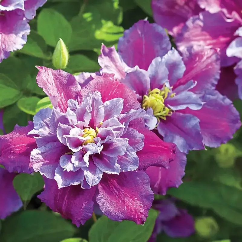 Piilu Clematis Plant