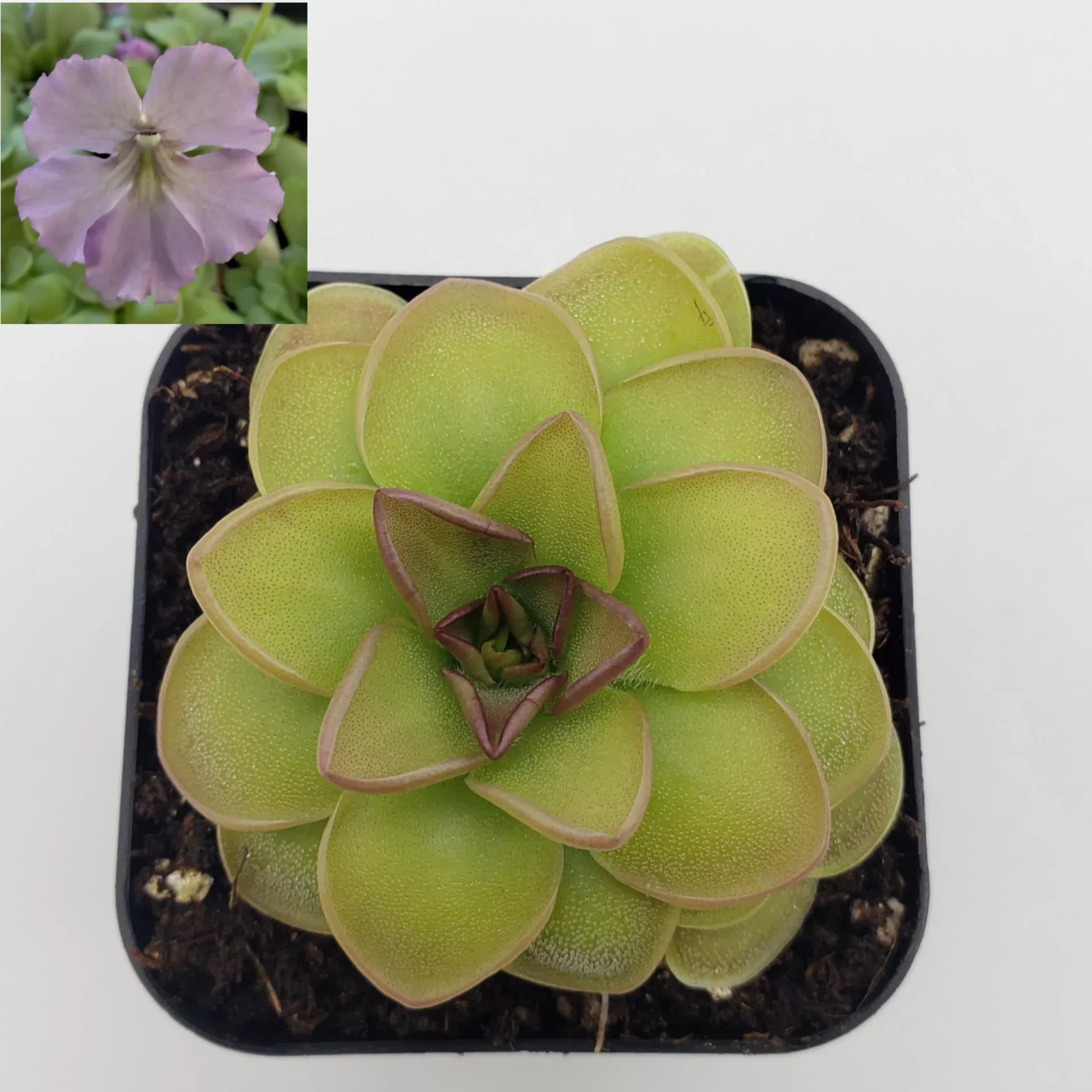 Pinguicula 'Hanka'