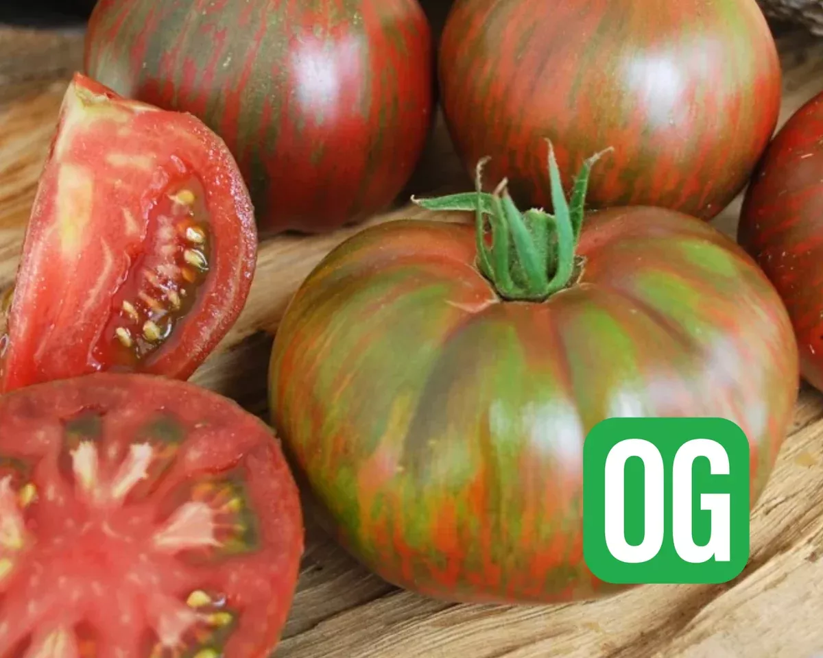 Pink Berkeley Tie-Dye Tomato