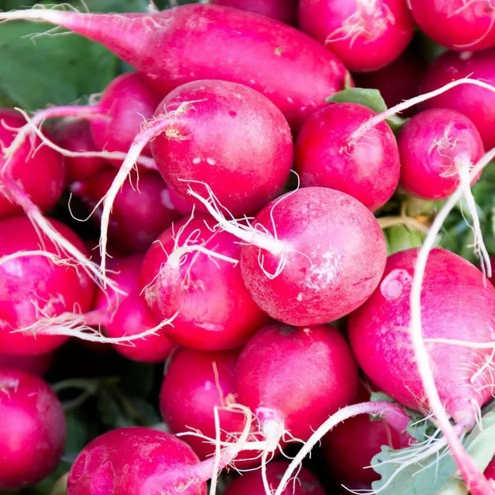 Pink Celebration Radish