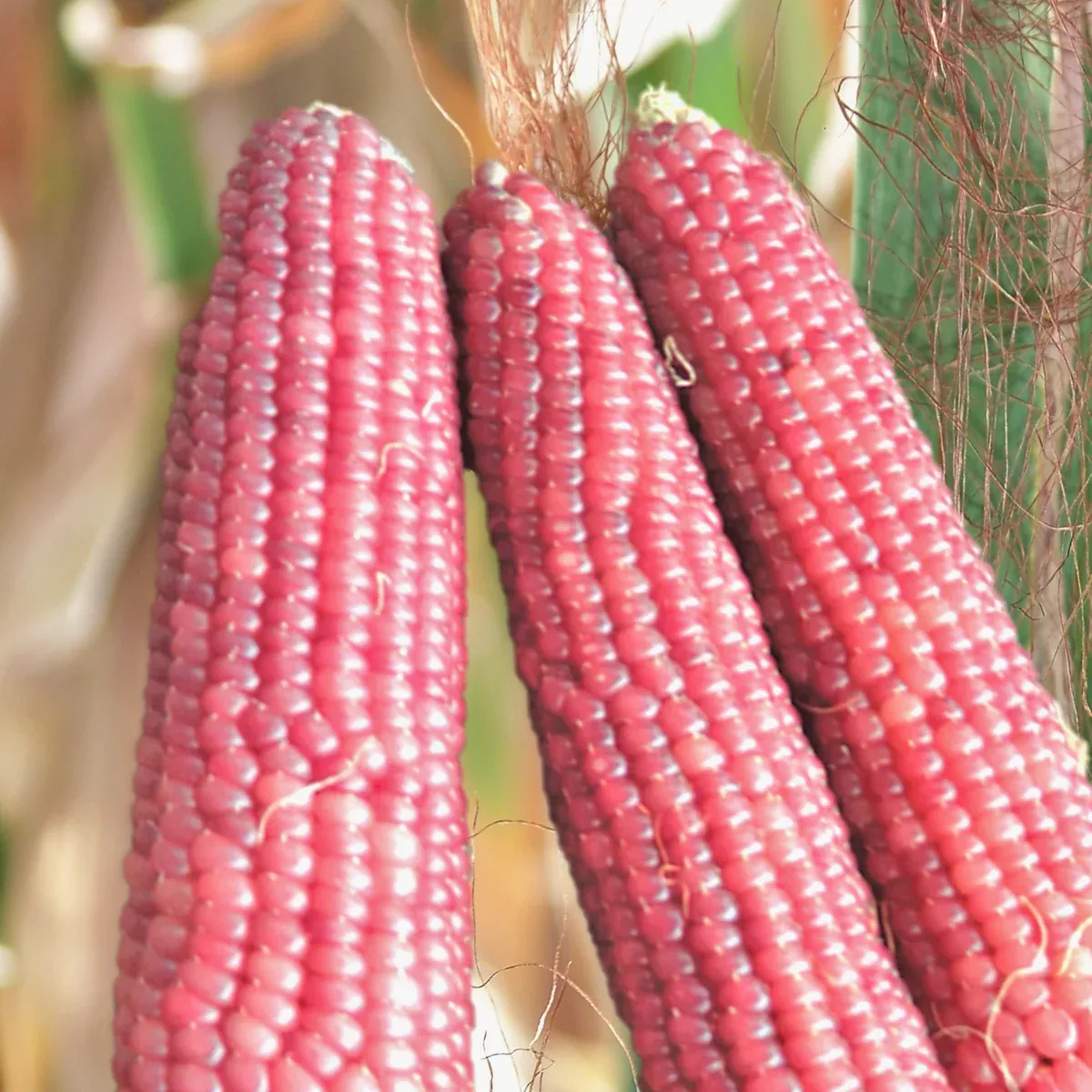 Pink Glass Gem Ornamental Corn