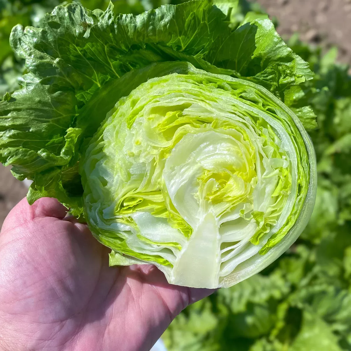 Pint Size Lettuce