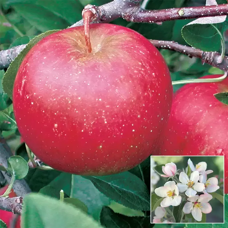 Pixie Crunch Apple Tree