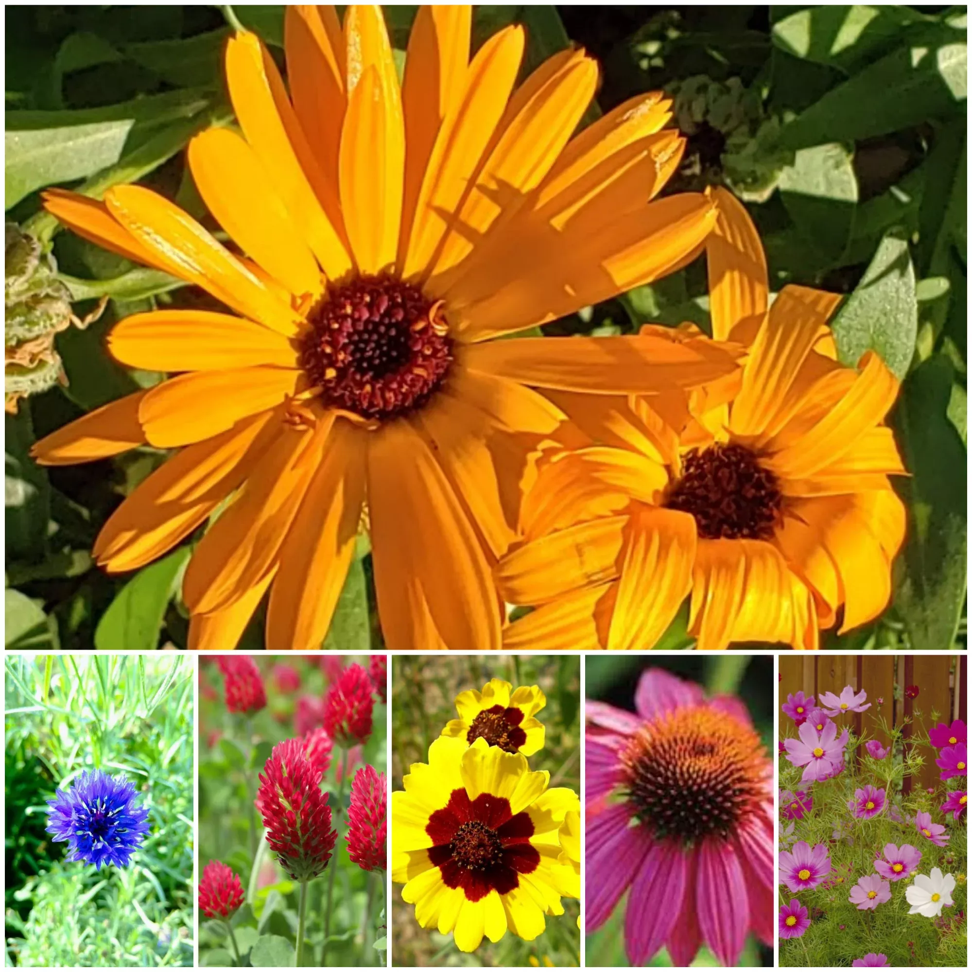 "Plant for Pollinators" Garden Mix - BULK