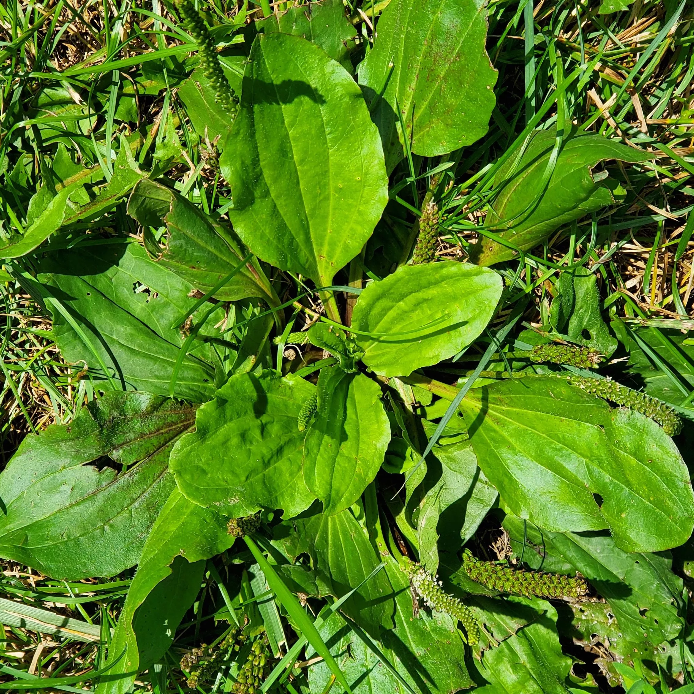 Plantain Broadleaf