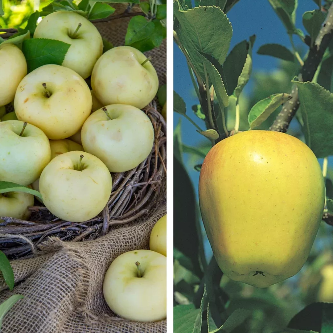 Pollinator Pack: Golden Delicious / Pristine Apple