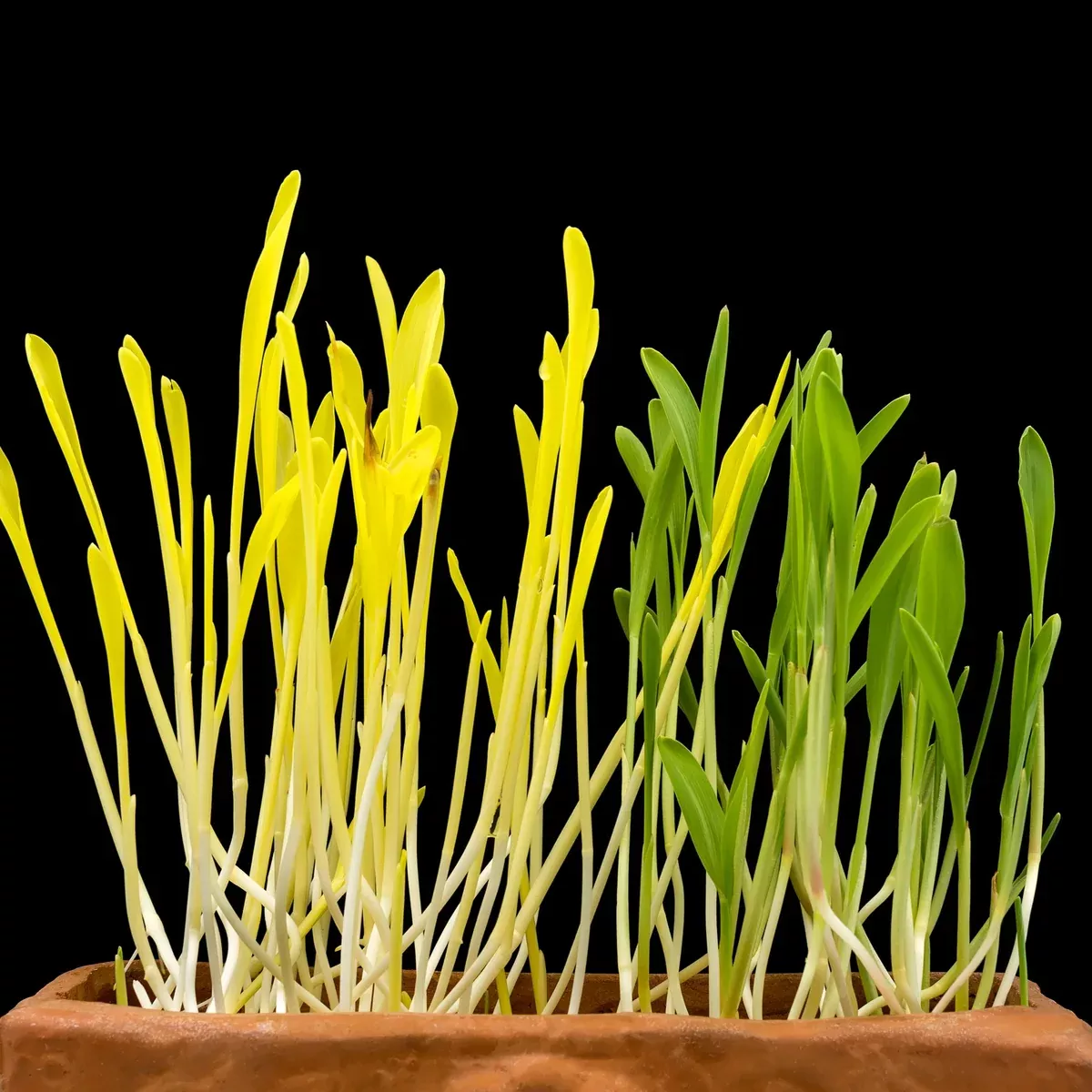 Popcorn Microgreens