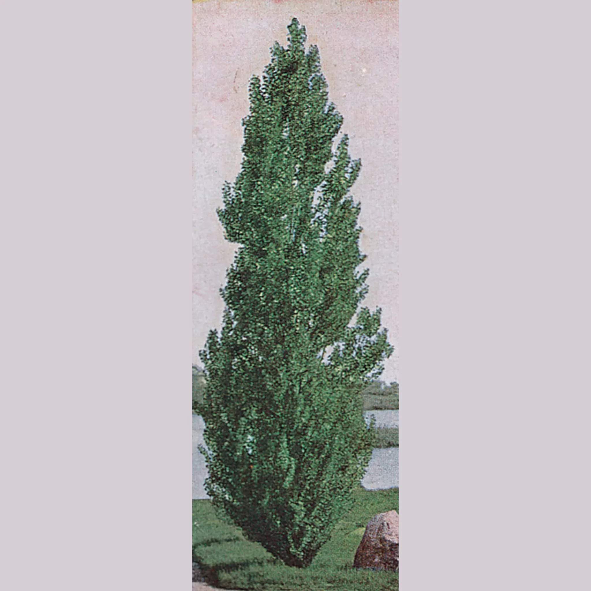 Poplar, Theves (2-3 ft)