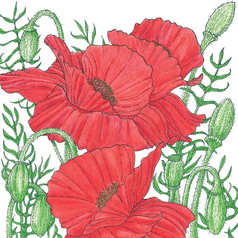Poppy Corn Flower