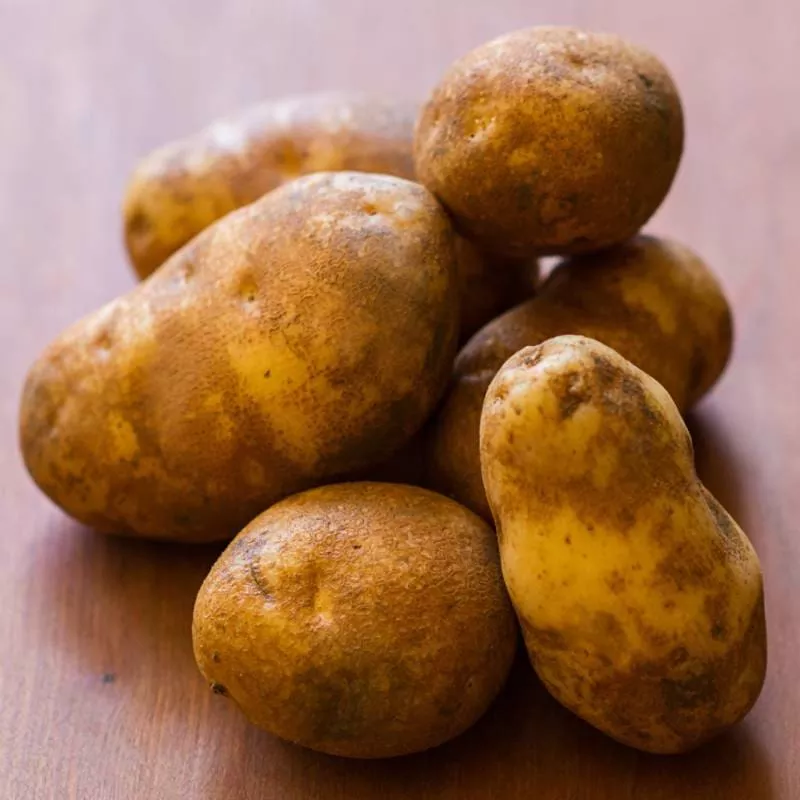 Potato 'Russet Burbank'
